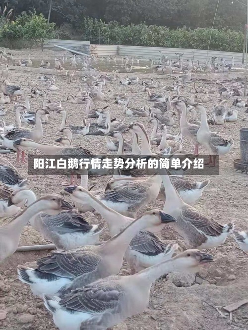 阳江白鹅行情走势分析的简单介绍