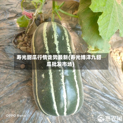 寿光甜瓜行情走势最新(寿光博洋九甜瓜批发市场)