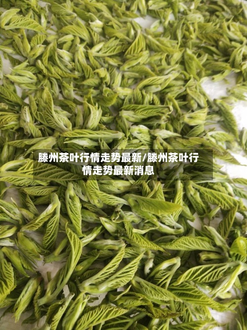 滕州茶叶行情走势最新/滕州茶叶行情走势最新消息