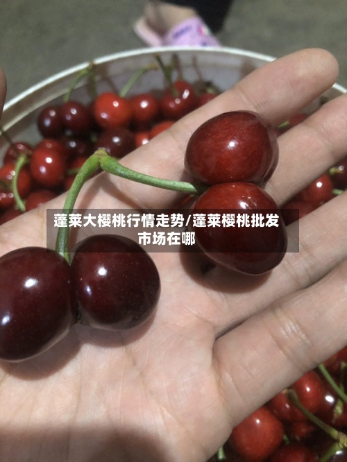 蓬莱大樱桃行情走势/蓬莱樱桃批发市场在哪