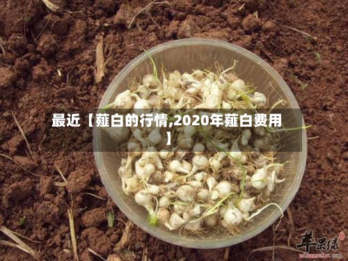 最近【薤白的行情,2020年薤白费用
】
