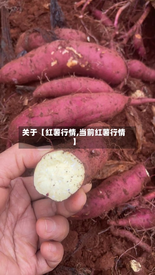 关于【红薯行情,当前红薯行情】