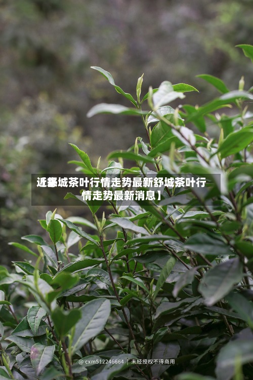 近来
【舒城茶叶行情走势最新舒城茶叶行情走势最新消息】-第2张图片