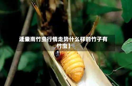 近来
【云南竹虫行情走势什么样的竹子有竹虫】