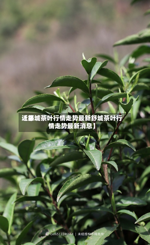 近来
【舒城茶叶行情走势最新舒城茶叶行情走势最新消息】-第3张图片