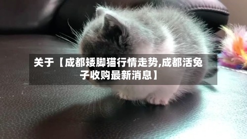 关于【成都矮脚猫行情走势,成都活兔子收购最新消息】-第2张图片