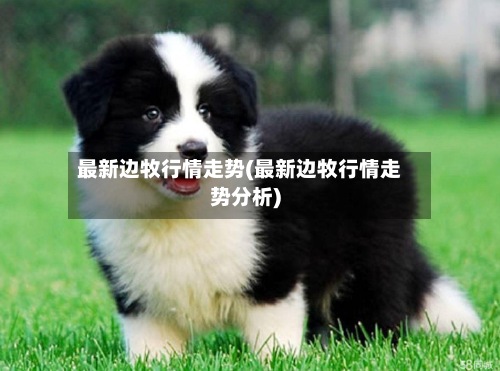 最新边牧行情走势(最新边牧行情走势分析)