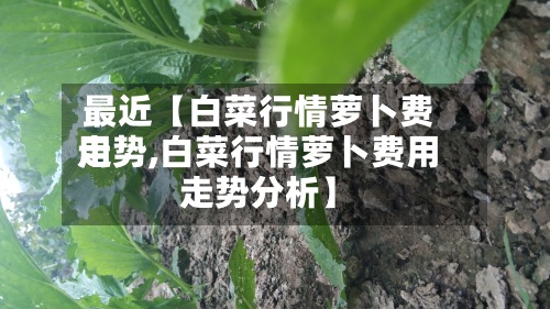 最近【白菜行情萝卜费用
走势,白菜行情萝卜费用
走势分析】-第2张图片