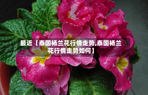 最近【泰国杨兰花行情走势,泰国杨兰花行情走势如何】