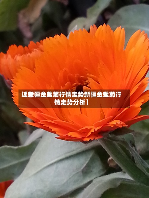 近来
【新疆金盏菊行情走势新疆金盏菊行情走势分析】