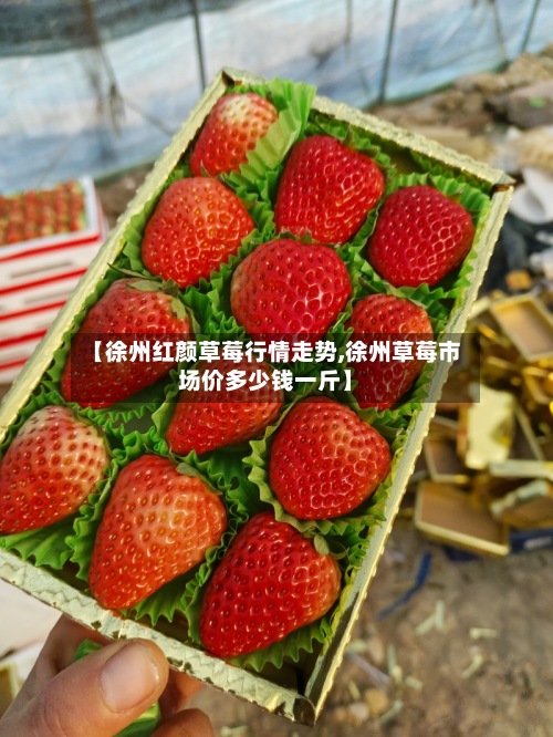 【徐州红颜草莓行情走势,徐州草莓市场价多少钱一斤】