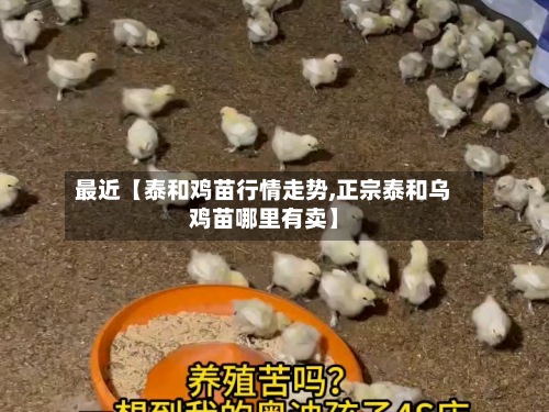 最近【泰和鸡苗行情走势,正宗泰和乌鸡苗哪里有卖】-第2张图片
