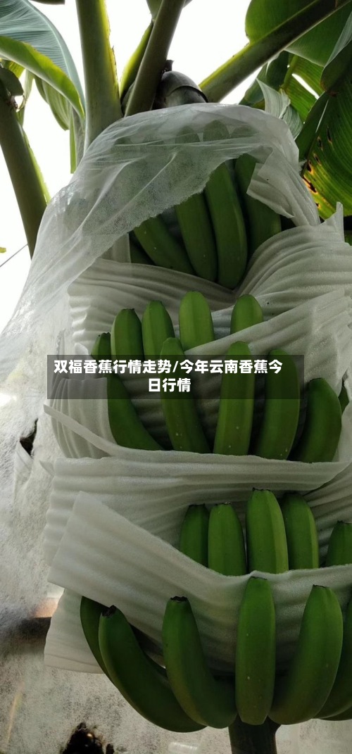双福香蕉行情走势/今年云南香蕉今日行情-第2张图片