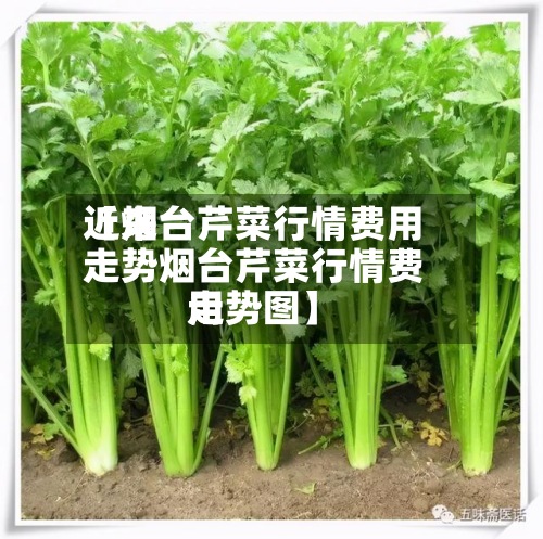近来【烟台芹菜行情费用走势烟台芹菜行情费用走势图】