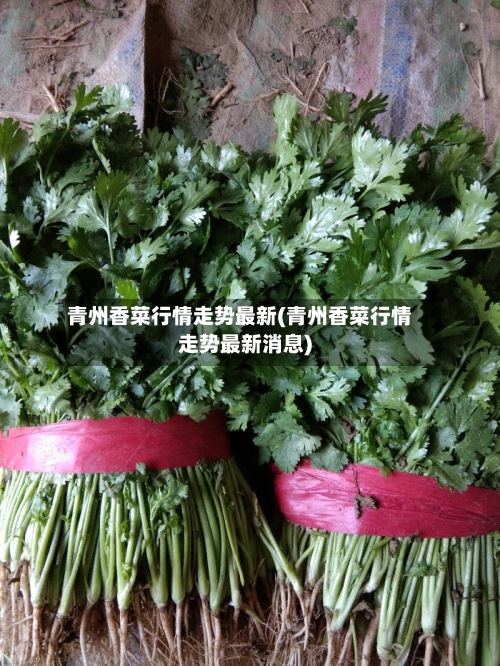 青州香菜行情走势最新(青州香菜行情走势最新消息)
