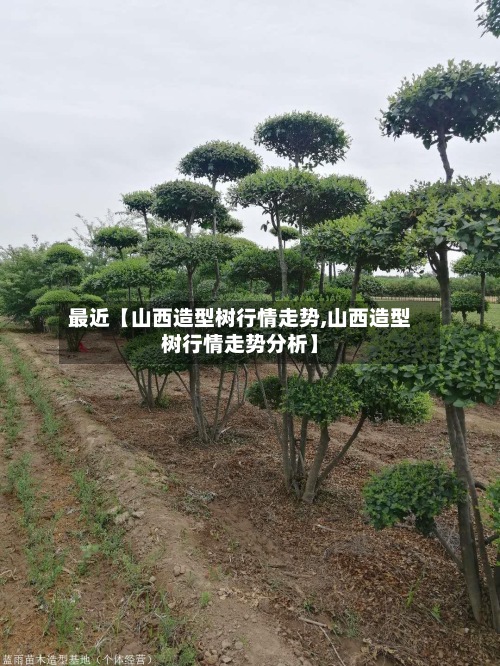 最近【山西造型树行情走势,山西造型树行情走势分析】