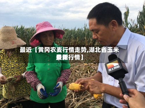 最近【黄冈农麦行情走势,湖北省玉米费用最新行情】