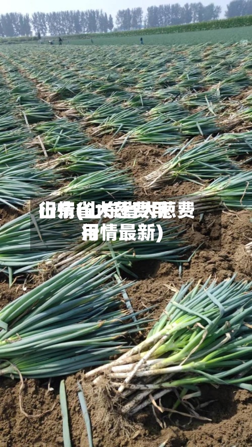 山东省大葱费用
行情(山东省大葱费用
行情最新)-第3张图片