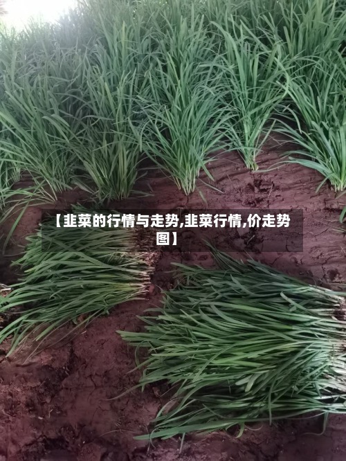 【韭菜的行情与走势,韭菜行情,价走势图】-第3张图片