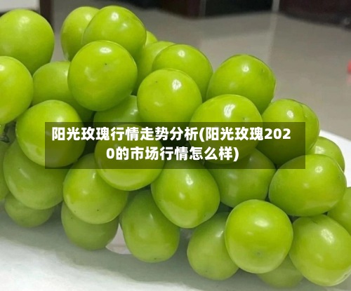 阳光玫瑰行情走势分析(阳光玫瑰2020的市场行情怎么样)