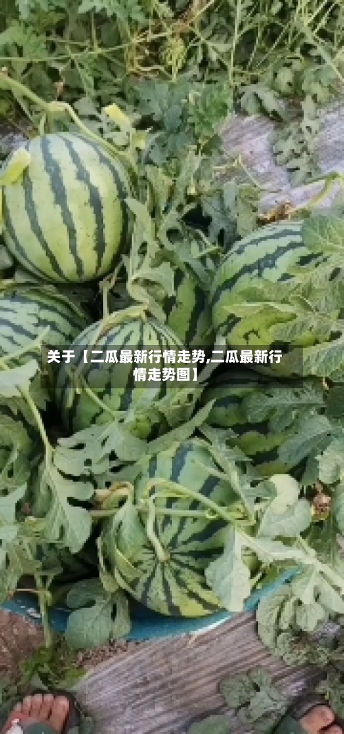 关于【二瓜最新行情走势,二瓜最新行情走势图】