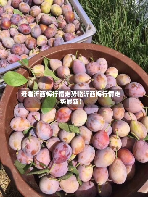 近来
【临沂西梅行情走势临沂西梅行情走势最新】-第3张图片