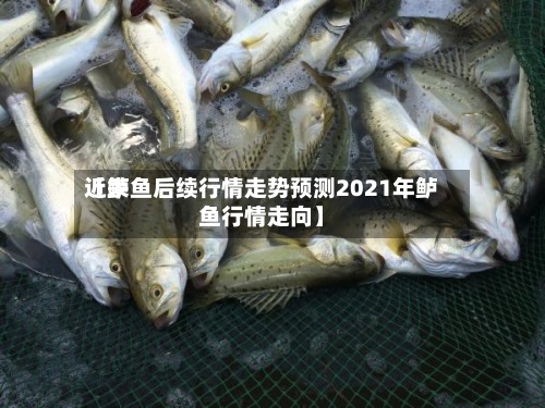 近来【鲈鱼后续行情走势预测2021年鲈鱼行情走向】