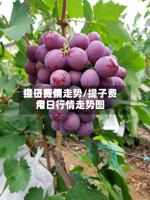 提子费用
今日行情走势/提子费用
今日行情走势图-第2张图片