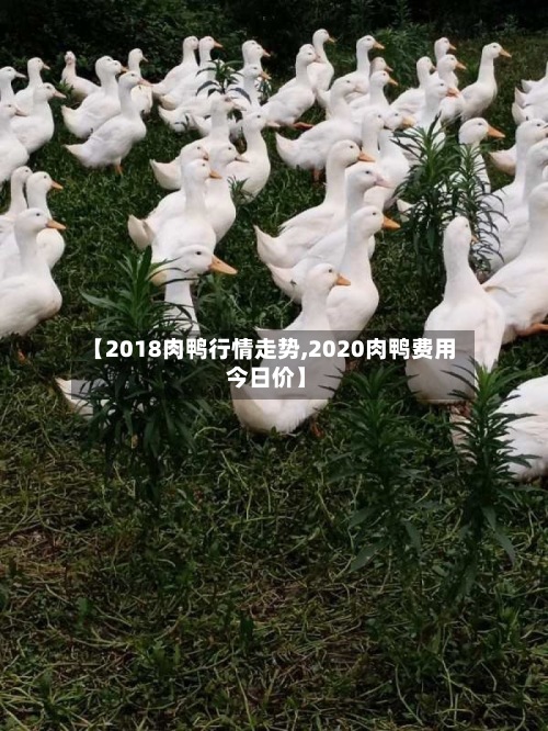 【2018肉鸭行情走势,2020肉鸭费用 今日价】-第2张图片