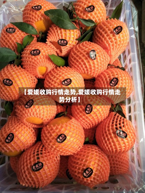 【爱媛收购行情走势,爱媛收购行情走势分析】