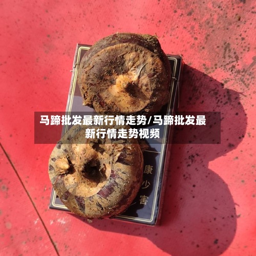 马蹄批发最新行情走势/马蹄批发最新行情走势视频-第2张图片