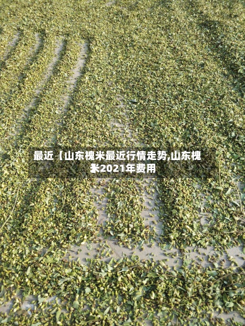 最近【山东槐米最近行情走势,山东槐米2021年费用
】