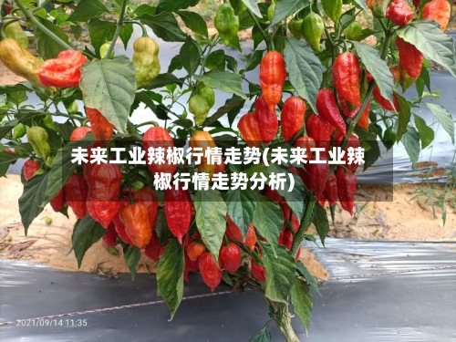 未来工业辣椒行情走势(未来工业辣椒行情走势分析)