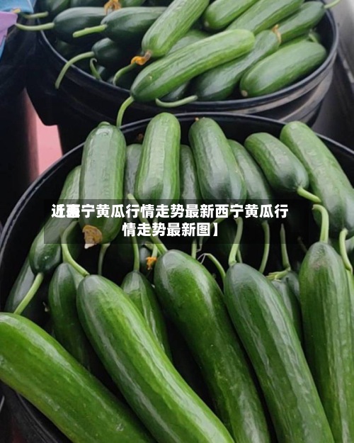 近来【西宁黄瓜行情走势最新西宁黄瓜行情走势最新图】