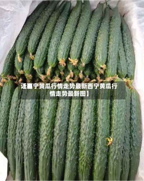 近来
【西宁黄瓜行情走势最新西宁黄瓜行情走势最新图】-第3张图片
