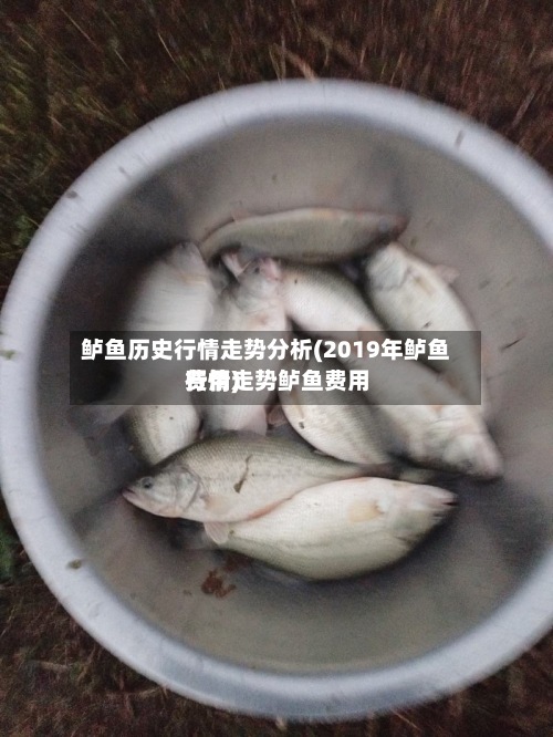 鲈鱼历史行情走势分析(2019年鲈鱼费用
行情走势鲈鱼费用
行情)