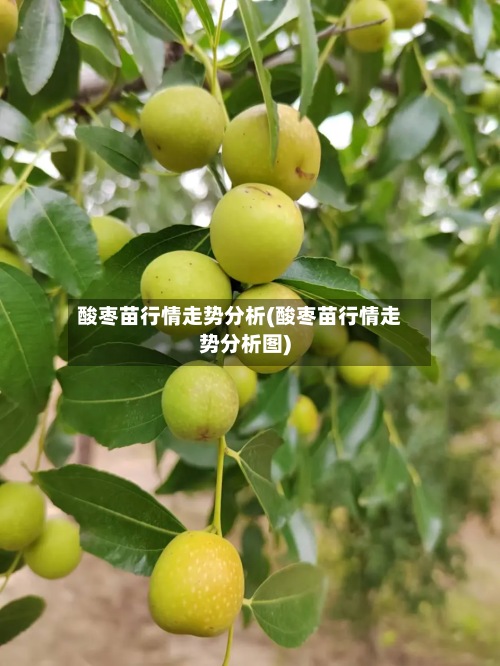 酸枣苗行情走势分析(酸枣苗行情走势分析图)-第2张图片