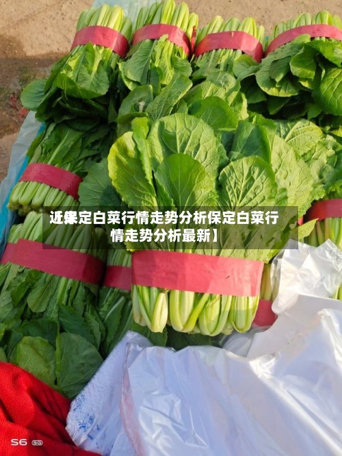 近来【保定白菜行情走势分析保定白菜行情走势分析最新】-第2张图片