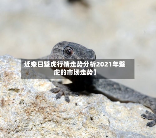 近来
【今日壁虎行情走势分析2021年壁虎的市场走势】-第2张图片