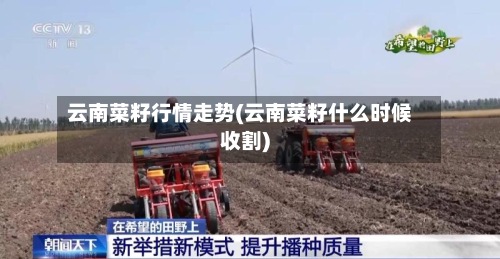 云南菜籽行情走势(云南菜籽什么时候收割)-第3张图片