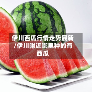 伊川西瓜行情走势最新/伊川附近哪里种的有西瓜