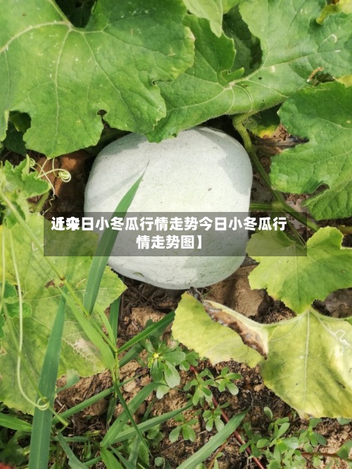 近来【今日小冬瓜行情走势今日小冬瓜行情走势图】-第2张图片