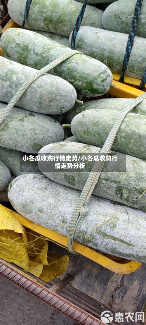 小冬瓜收购行情走势/小冬瓜收购行情走势分析