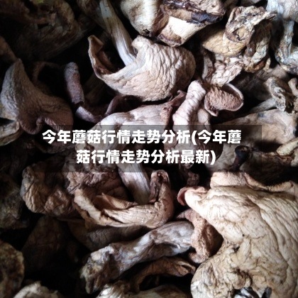 今年蘑菇行情走势分析(今年蘑菇行情走势分析最新)