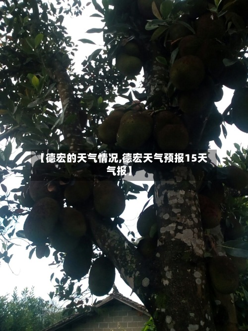 【德宏的天气情况,德宏天气预报15天气报】