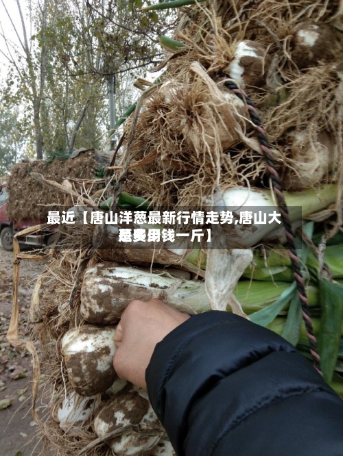 最近【唐山洋葱最新行情走势,唐山大葱费用
是多少钱一斤】