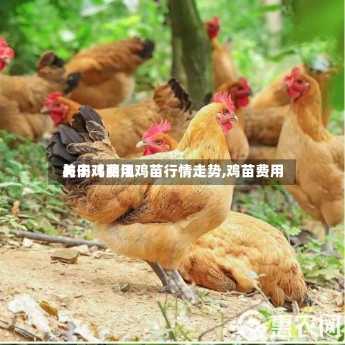 关于【丽江鸡苗行情走势,鸡苗费用
与肉鸡费用
】