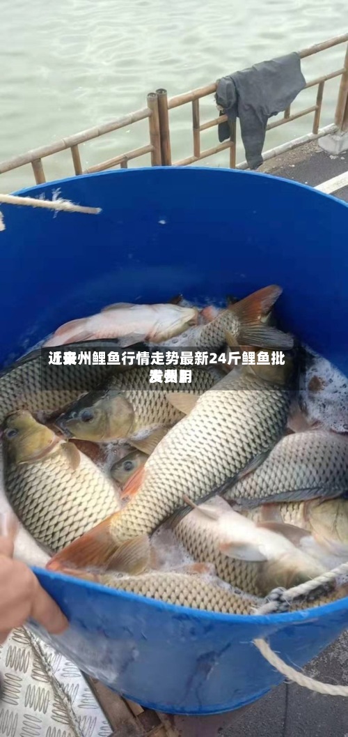 近来
【贵州鲤鱼行情走势最新24斤鲤鱼批发费用
贵州】