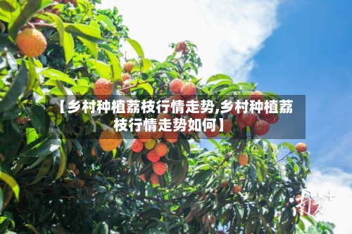 【乡村种植荔枝行情走势,乡村种植荔枝行情走势如何】-第2张图片