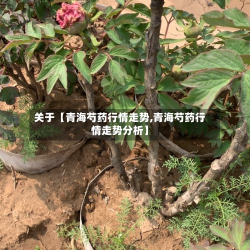 关于【青海芍药行情走势,青海芍药行情走势分析】